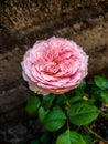Rose pink are roses rosee Royalty Free Stock Photo