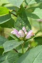 Red turtlehead, Chelone obliqua, pink flowers