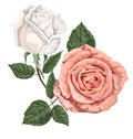 Rose pink and white vector illustration Royalty Free Stock Photo