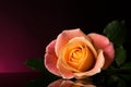 Rose Pink and Yellow. Romantic Rose. Multicolored isolated on Black and purple background.