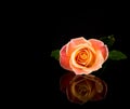 Rose Pink and Yellow. Romantic Vivid Rose Multicolored reflecting on Black background.