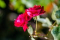 Rose pinkrose, pink flowers in summer garden, Rose flowers in the garden.