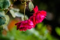 Rose pinkrose, pink flowers in summer garden, Rose flowers in the garden.