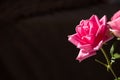 Rose placed on the desk in blue background Royalty Free Stock Photo