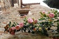 Rose plant on ancient wall