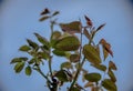 Rose plant that is in full bloom this season of the year. Saw this plant on a trail