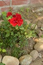 Rose Plant Gardening Arrangement with Rocks Landscape