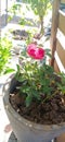 Rose plant Homegardening Royalty Free Stock Photo