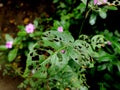 Rose plant leaves destroyed by pests and insects Royalty Free Stock Photo