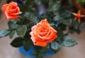 rose plant with orange blooming roses in the garden
