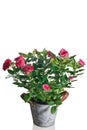 Rose plant in pot Royalty Free Stock Photo