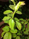 Rose plant after rain Royalty Free Stock Photo