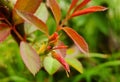 A rose plant with unfulfilled leaf Royalty Free Stock Photo