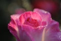 Rose planting a in rose garden of west bengal rural village Royalty Free Stock Photo