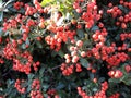 Rose plantlets in the town of Storkow Royalty Free Stock Photo