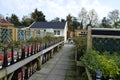 Rose Plants for Sale on A Wooden Table in a Surrey Garden Centre UK