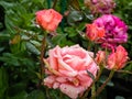 Rose on the plot after the rain.