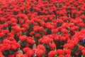 Rose Poinsettia Flowers