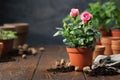 Rose in a pot, flower pots, soil, expanded clay, garden pruner on background