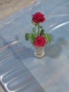 The rose in the pot i Royalty Free Stock Photo