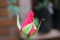 A Rose Praying 01 Royalty Free Stock Photo