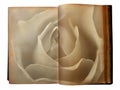 Rose printed on the pages of an open old book Royalty Free Stock Photo