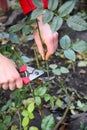 Rose pruning in autumn. A man is cutting off the top third, pruning roses to prepare them for winter