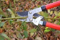 Rose pruning. Gardener Prune Climbing Roses. How to Prune Roses Bush in your Garden.