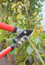 Rose pruning in late autumn. Prune Climbing Roses. How to Prune