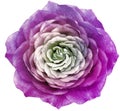 Rose -purple  flower on a white  isolated background. Closeup. Royalty Free Stock Photo