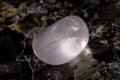 Rose Quartz Royalty Free Stock Photo