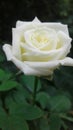 Rose ..queen of flower