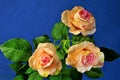 Roses on a bright blue sky background, immaculate, exemplary flower.