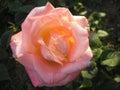 Rose is the queen of flowers. Photo of a beautiful rose