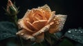 Rose in the rain created with generative AI technology Royalty Free Stock Photo