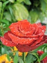 Rose rain drop after rain beautiful flower Royalty Free Stock Photo