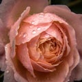 Rose after rain