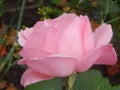 Rose in droplets