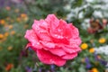 Rose with raindrops Royalty Free Stock Photo