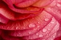 Rose Ranunculus flower petals, closeup. Persian buttercup rose bloom, close up, macro. Beautiful Holiday bloom backdrop. Botanical