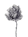Rose Realistic Drawing vintage style