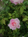 pinkie rose Royalty Free Stock Photo