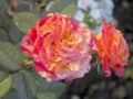 Red Roses on a bush in a garden.