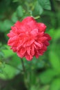 rose, red, background, garden, bouquet, real, flower, bunch, white, natural, love, pattern, woman, texture, summer, wedding, Royalty Free Stock Photo