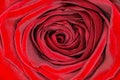 Rose red bud with velvet petals close-up macro