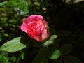 Rose red flower dark background Royalty Free Stock Photo