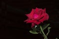 Rose red flower Isolated from a black background Royalty Free Stock Photo