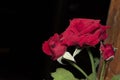 Rose red flower Isolated from a black background Royalty Free Stock Photo