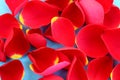 Red rose petals scattered on a blue background Royalty Free Stock Photo