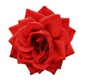 Rose red flower on white isolated background with clipping path. no shadows. Closeup. For design. Royalty Free Stock Photo